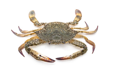 Female Blue swimming crab - Portunus armatus isolated on white background.