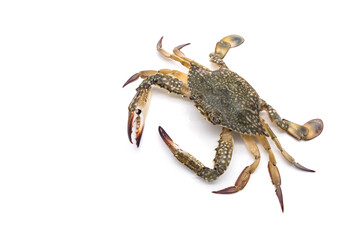 Female Blue swimming crab - Portunus armatus isolated on white background.