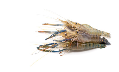 Pile of Female Fresh giant river prawn - Macrobrachium rosenbergii small body with short claws. isolated on white background.