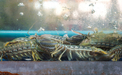 Lots of live Mantis shrimp or Stomatopods swimming underwater glass aquarium tank to show freshness in trade at Thai Seafood Market.