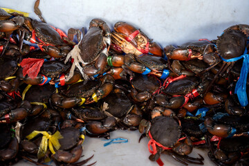 Serrated Mud Crab - Scylla serrata. A huge pile of giant black crabs freshly picked and tied with ropes gathered in the bucket for sale at Thai Seafood Market Mahachai, Samut Sakhon.