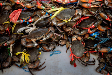 Serrated Mud Crab - Scylla serrata. A huge pile of giant black crabs freshly picked and tied with ropes gathered in the bucket for sale at Thai Seafood Market Mahachai, Samut Sakhon.