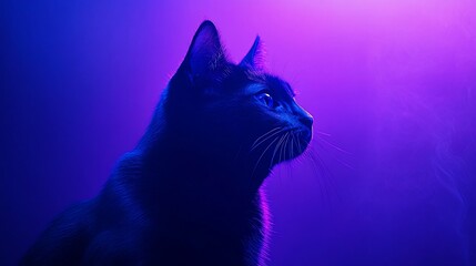 Obraz premium Close-up profile of a black cat illuminated by vibrant purple and blue neon light.