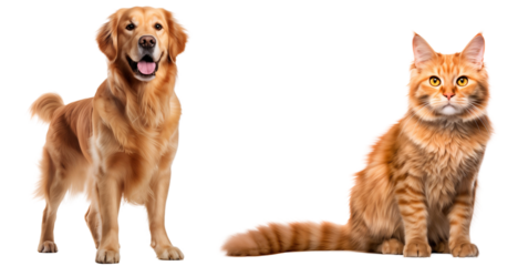Golden retriever puppy with orange cat, friendship animals, isolated on transparent background