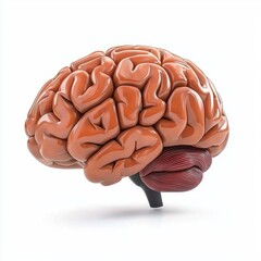 Realistic Illustration of a Human Brain with Detailed Anatomy Features