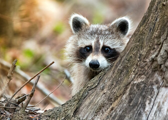 raccoon behind a tree log in fall