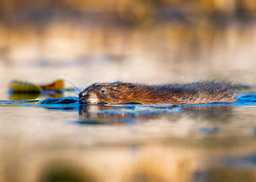 Muskrat swimming across calm water at eye level