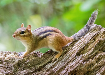 Chipmunk on a log in Spring