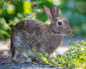 A rabbit in the grass in spring