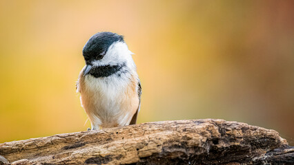 Black-capped chickadee perched on branch with soft colorful natural background © Rogney