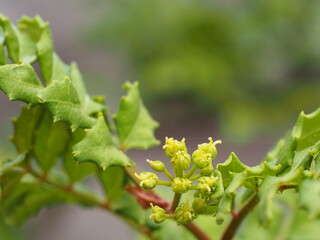山椒の花