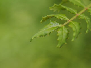 山椒の葉