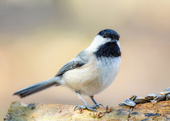 Black-capped chickadee perched on rock with soft natural background © Rogney
