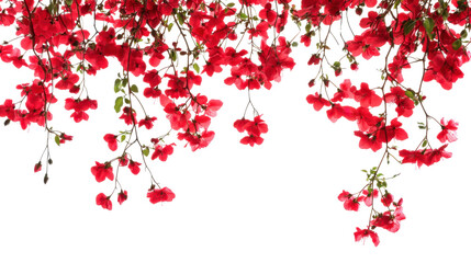 Hanging flowers transparent background
