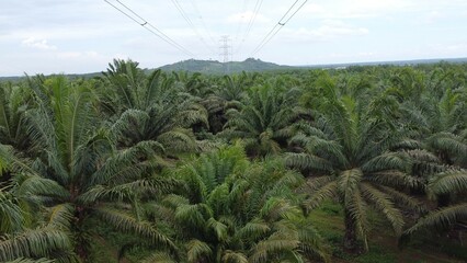 Fototapeta premium View a huge area of Agricultural industry palm oil tree plantation aerial view with high voltage power line. The green and vast tropical rain forest.