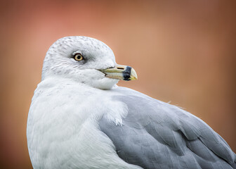 close up of a seagull