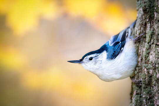 White-breasted nuthatch on tree trunk with warm autumn background, wildlife bird close-up with copy space