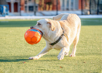 dog with ball