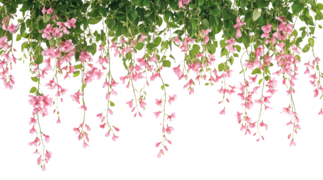 Hanging flowers transparent background