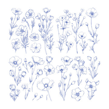 Nemophila flower hand drawn design vector template