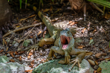 Iguana en su hábitat natural con pose imponente