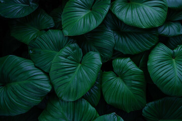 Obraz premium closeup nature view of green leaf texture, dark wallpaper concept, nature background, tropical leaf.