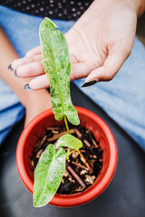 A girl hand showing the exotic splash patterned leaf of a tropical philodendron plant on pot