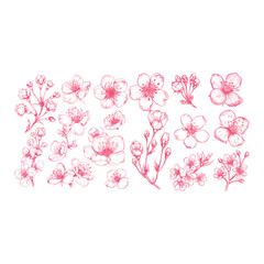 Sakura flower hand drawn design vector template