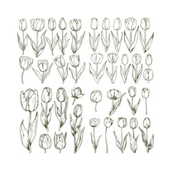 Set of tulip flower hand drawn engraving design vector template illustration