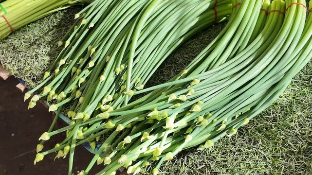 Garlic Scapes Harvest: A vibrant close-up shot showcasing a bountiful harvest of fresh garlic scapes, neatly bundled together, their vibrant green hues hinting at their delicate flavor.