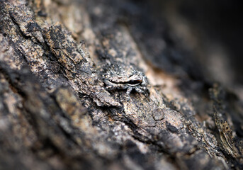 Grey wall jumper (Menemerus bivittatus)