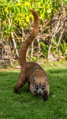 Coat&iacute; caminando sobre c&eacute;sped