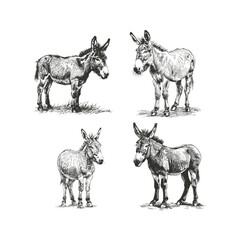 Fototapeta premium Donkey hand drawn engraving design vector template illustration
