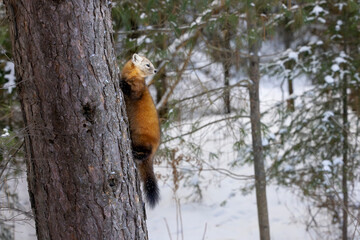 American marten Martes americana also known as pine marten climbs up a tree trunk and looks over its shoulder during winter in Algonquin Provincial Park Ontario Canada