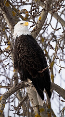 american bald eagle