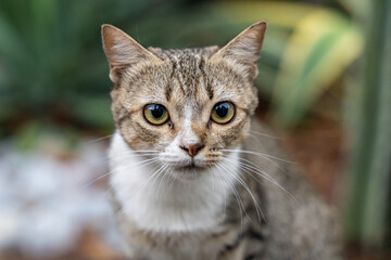 Retrato de un gato doméstico con mirada curiosa