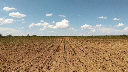 Campo de sembradío con nubes