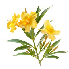 Obraz premium yellow flowers with green leaves isolated on white background. Flat lay, top view.