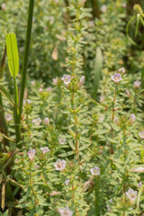 Lindernia Flowers in a Green Meadow