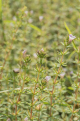 Lindernia Flowers in a Green Meadow