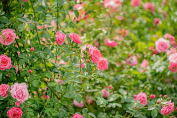 nice roses in the garden