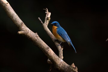 Tickles Blue Flycatcher