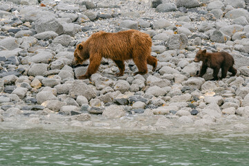 Coastal brown bear (grizzly bear) mother and cub foraging along beach in Glacier Bay National Park in southeast Alaska 