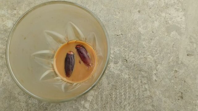 two cockroaches that got into a used glass coffee cup