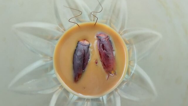 two cockroaches that got into a used glass coffee cup