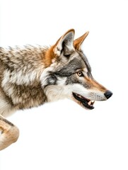 Fototapeta premium A Captivating Close-Up of a Wild Coyote's Profile, Revealing its Piercing Amber Eyes and Furry Texture Against a Pristine White Background