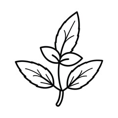 botanical line art of mint