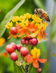 Honey bee pollinating colorful flowers in a pollinator garden.