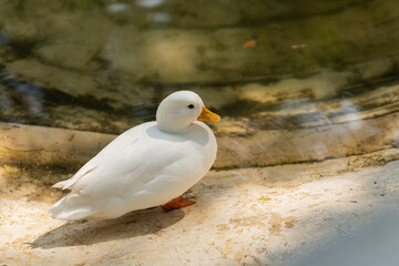Serene White Duck Near Water in Natural Habitat, Showcasing Soft Feathers and Calm Presence, Ideal for Nature and Wildlife Photography Collections
