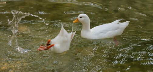 Two White Ducks Swimming and Foraging in a Serene Pond with Gentle Ripples and Splashing Water, Capturing a Moment of Nature's Tranquility and Beauty